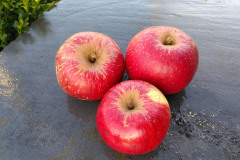 IMG_20211012_0924241
