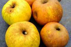 IMG_20211017_1739351